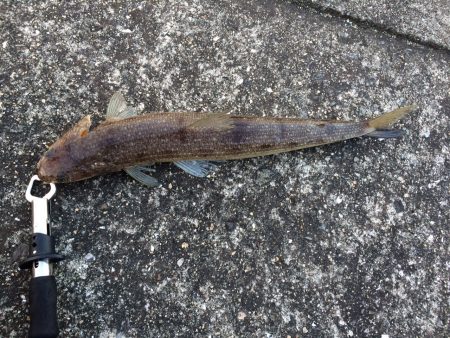 ひきはいいけど…