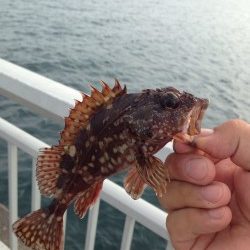 シラサエビで五目釣り