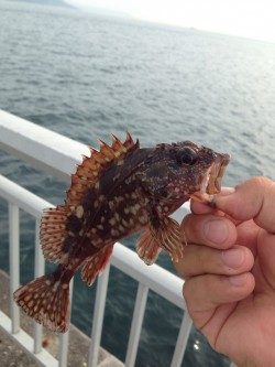 シラサエビで五目釣り