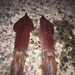 ケンサキエギング