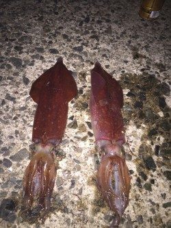 ケンサキエギング