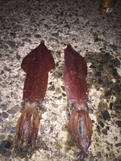 ケンサキエギング