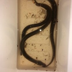 天神橋筋高架下にウナギ釣り