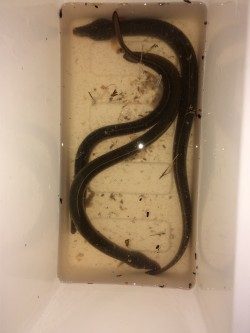 天神橋筋高架下にウナギ釣り