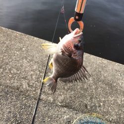 落とし込みでキビレ