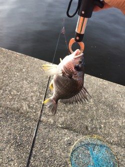 落とし込みでキビレ