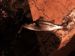 大きくなってください