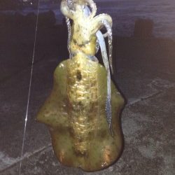 キロアップ  アオリイカ✌️