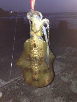 キロアップ  アオリイカ✌️