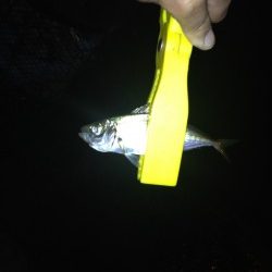 アジングのはずが