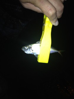 アジングのはずが