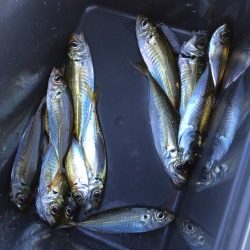 サビキでアジ釣り