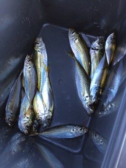 サビキでアジ釣り