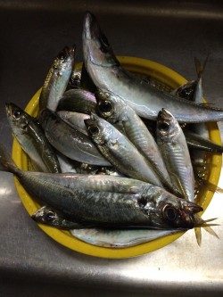 少しだけ楽しめました