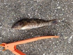 草フグ、ヒトデを入れたら8目