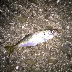 強風フィッシング