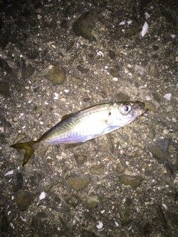 強風フィッシング