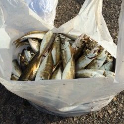 南蛮漬けサイズが多数