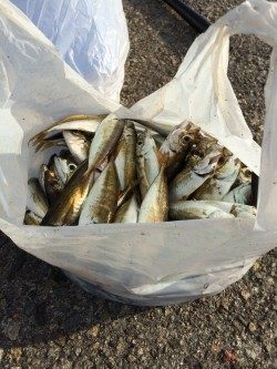 南蛮漬けサイズが多数