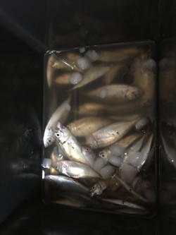 南港ATC近くの海沿いの公園