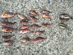 ロックフィッシュ‼︎