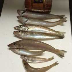 今シーズン３回目のキス釣り