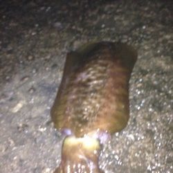 1.2キロアオリイカ