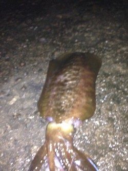 1.2キロアオリイカ