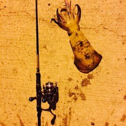 アオリイカ パタパタ君