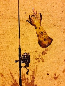 アオリイカ パタパタ君