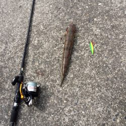 水軒へ青物狙い