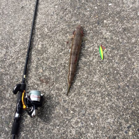 水軒へ青物狙い