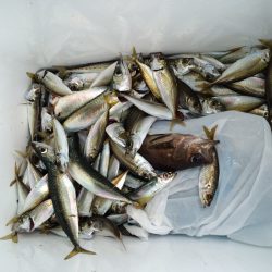 ショアジギング不発サビキで爆釣