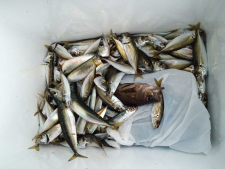 ショアジギング不発サビキで爆釣