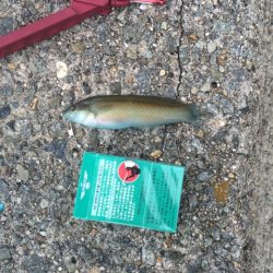 ベラしかいねぇ！