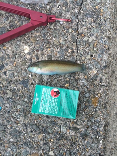 ベラしかいねぇ！