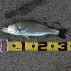 雨の中の釣行！