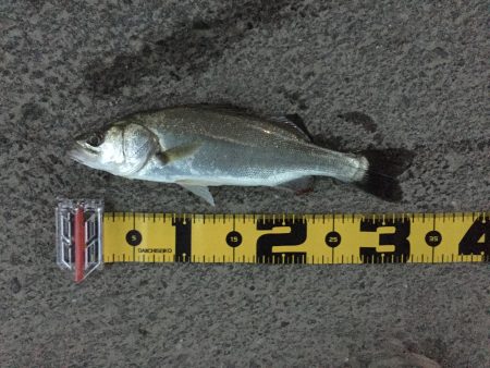 雨の中の釣行！