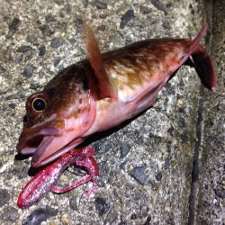 癒やし系に助けられました。