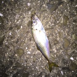 強風フィッシング