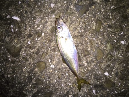 強風フィッシング