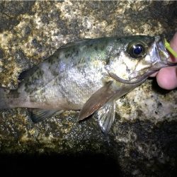 大雨後の淡路ング