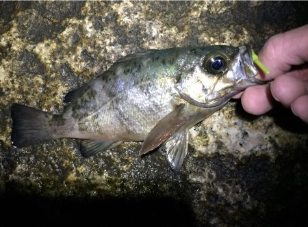 大雨後の淡路ング