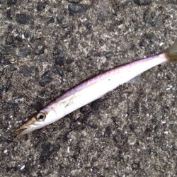 小島ライトゲーム！！