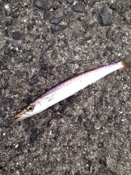 小島ライトゲーム！！