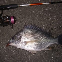 雨上がりのチニング