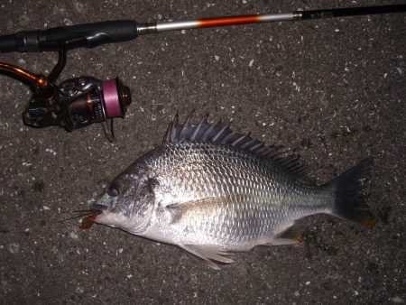 雨上がりのチニング