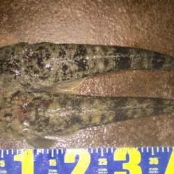 ワームでマゴチ