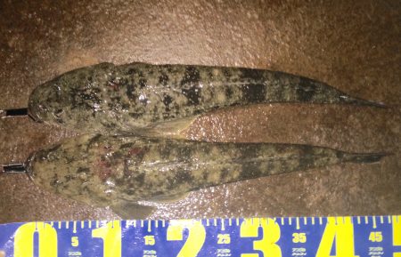 ワームでマゴチ