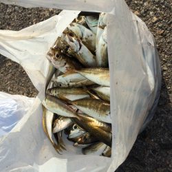 南蛮漬けサイズが多数